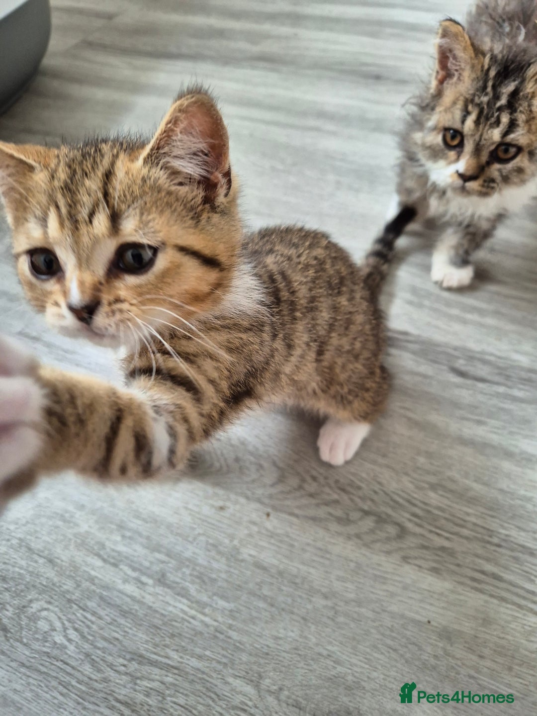 Selkirk Rex cats for sale: Pedigree Selkirk rex  kittens ready now  in Burnham-on-Sea - Image 25