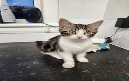 Domestic Shorthair cats for sale: White/tortoiseshell  - Image 1