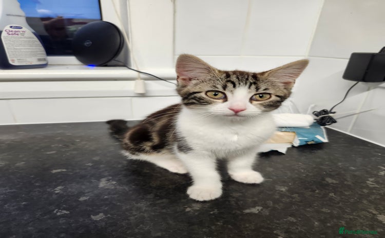Domestic Shorthair cats - Advert 1