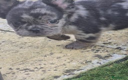 French Bulldog dogs for sale: Fluffy french bulldogs +c2  - Image 21