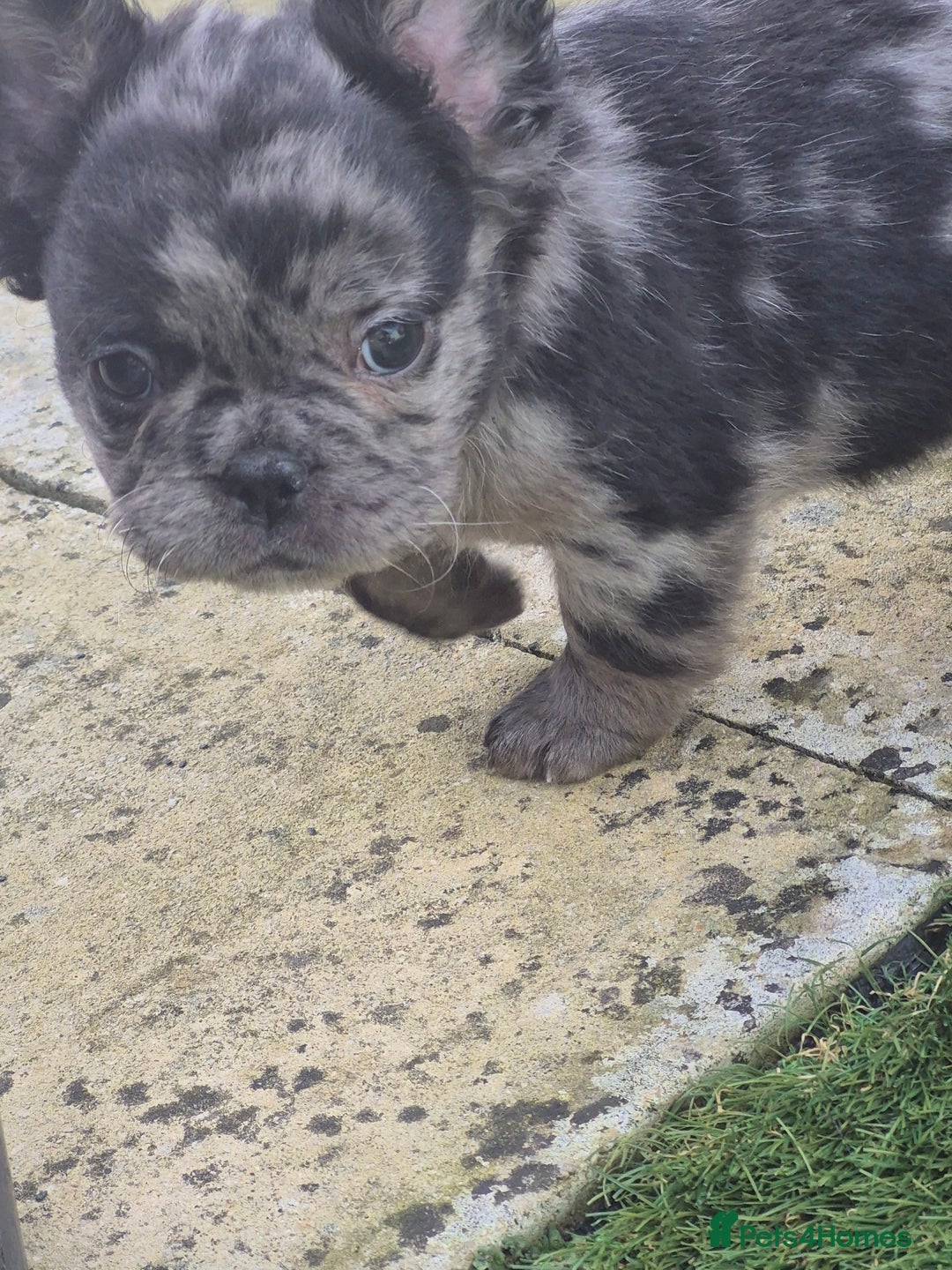 French Bulldog dogs for sale: Fluffy french bulldogs +c2  - Image 21