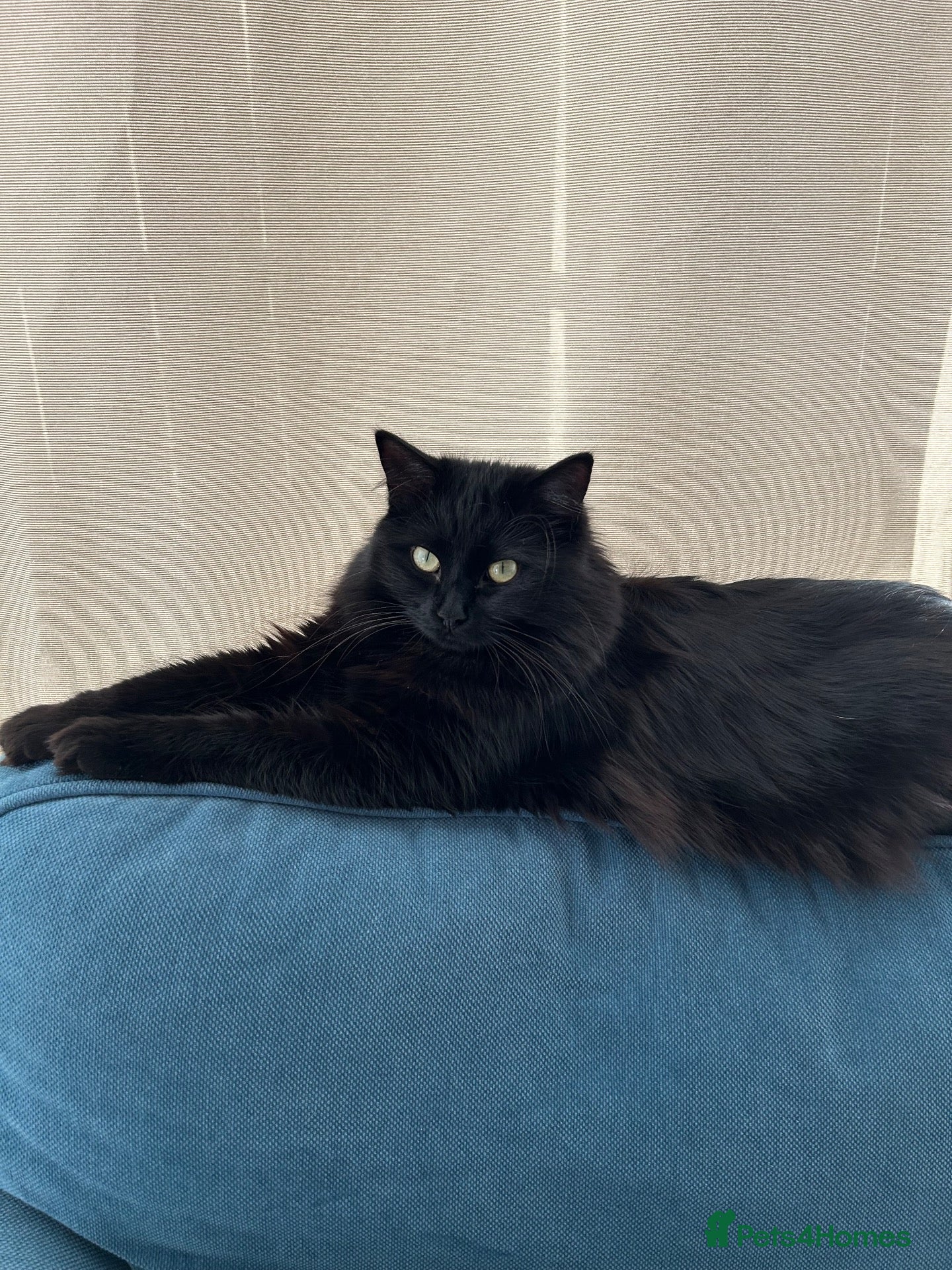 Mixed Breed cats Rehoming needed - Advert 17