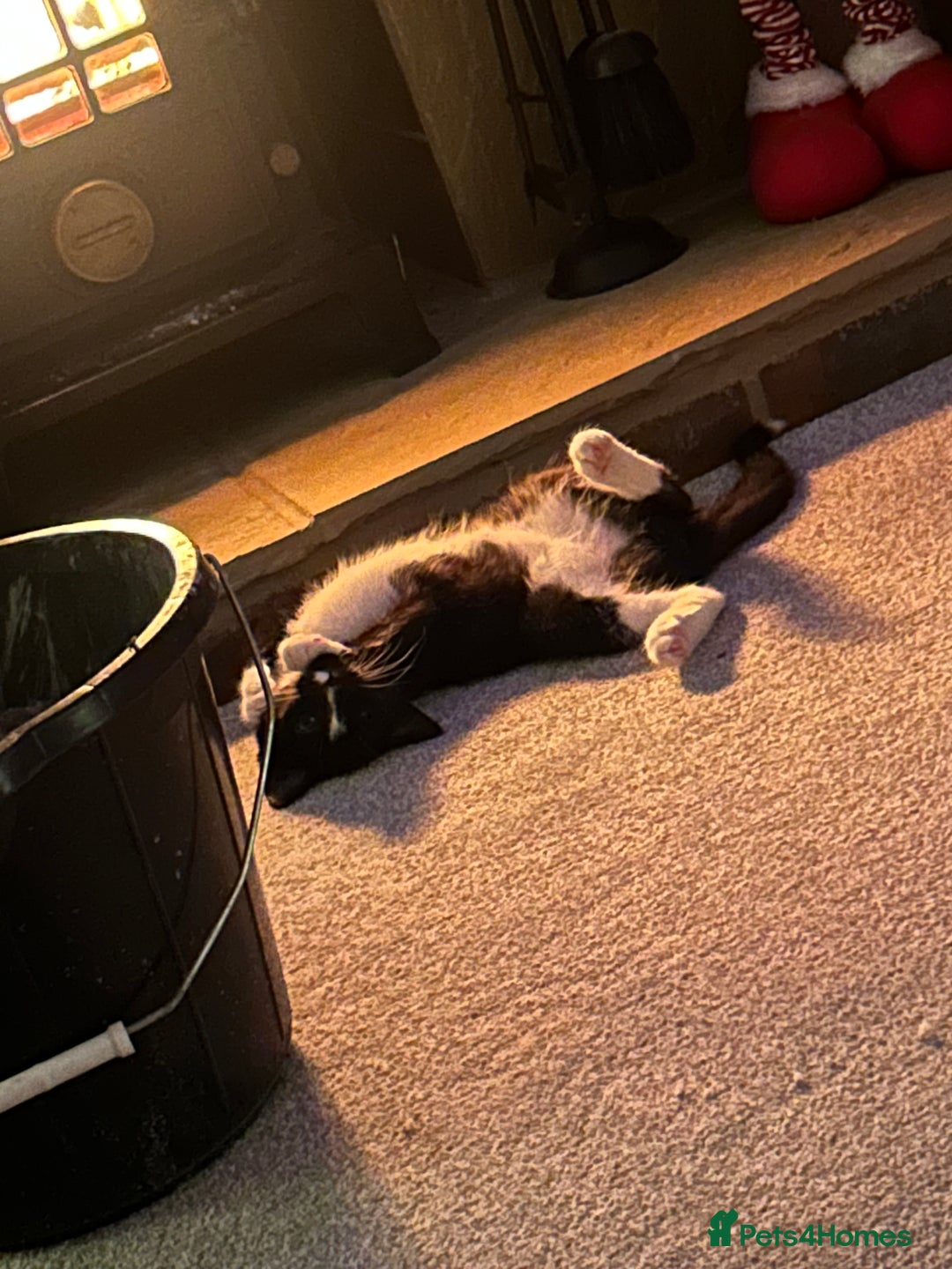 Mixed Breed cats for sale: Fluffy Tux Male Called Bluey  - Advert 3