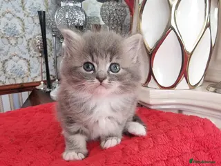 Ragdoll cats for sale: Kitten - Advert 2