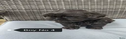 Shih Tzu dogs for sale: Shih Tzu puppies ready to leave:29/06 - Advert 17