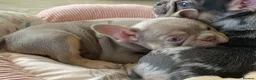 French Bulldog dogs for sale: TOP QUALITY FRENCH BULLDOG PUPPIES  - Advert 36