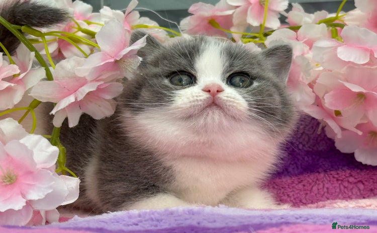 British Shorthair cats - Advert 14