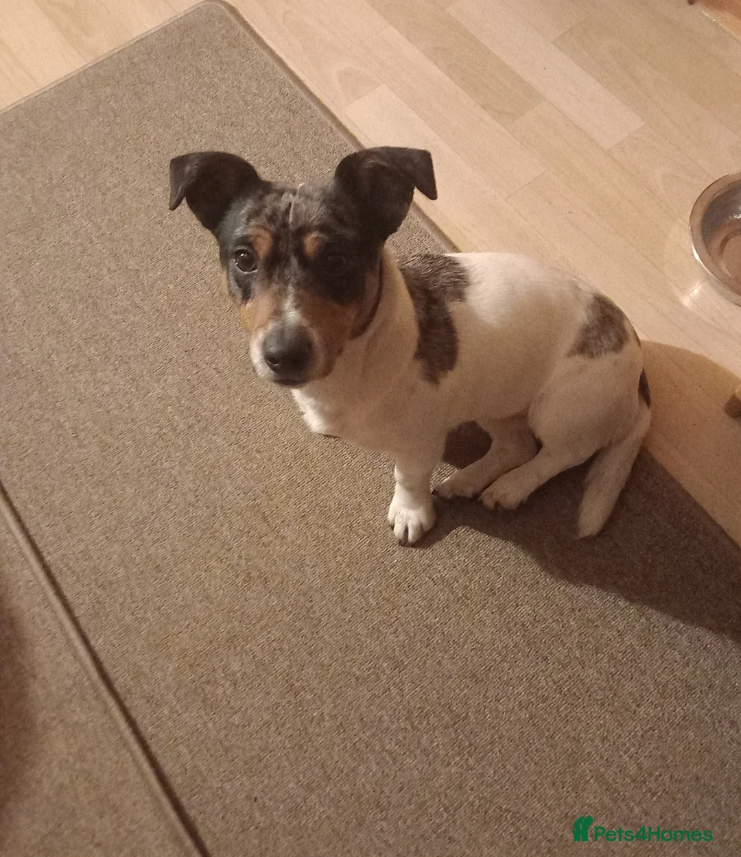 Jack Russell dogs for sale: Beautiful Spayed Jack Russell Girl - Advert 2