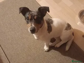 Jack Russell dogs Beautiful Spayed Jack Russell Girl - Advert 3