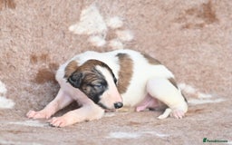 Borzoi dogs for sale: Borzoi Puppies Born 29th September - Image 1