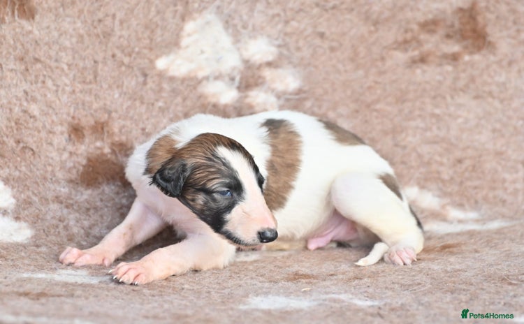 Borzoi dogs - Advert 1