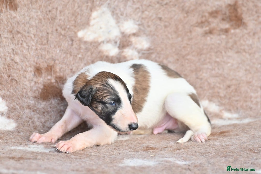 Borzoi dogs for sale: Borzoi Puppies Born 29th September - Image 1