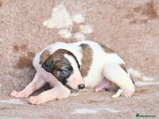 Borzoi dogs - Advert 7