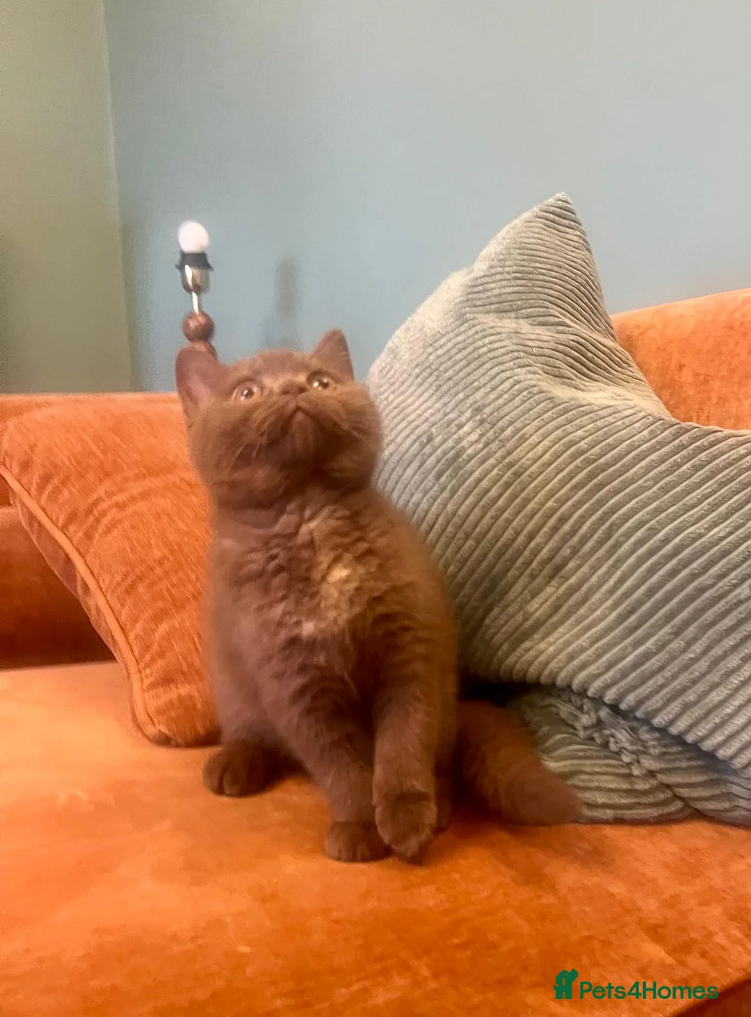 British Shorthair cats for sale: British shorthair females ready to leave soon GCCF - Advert 25