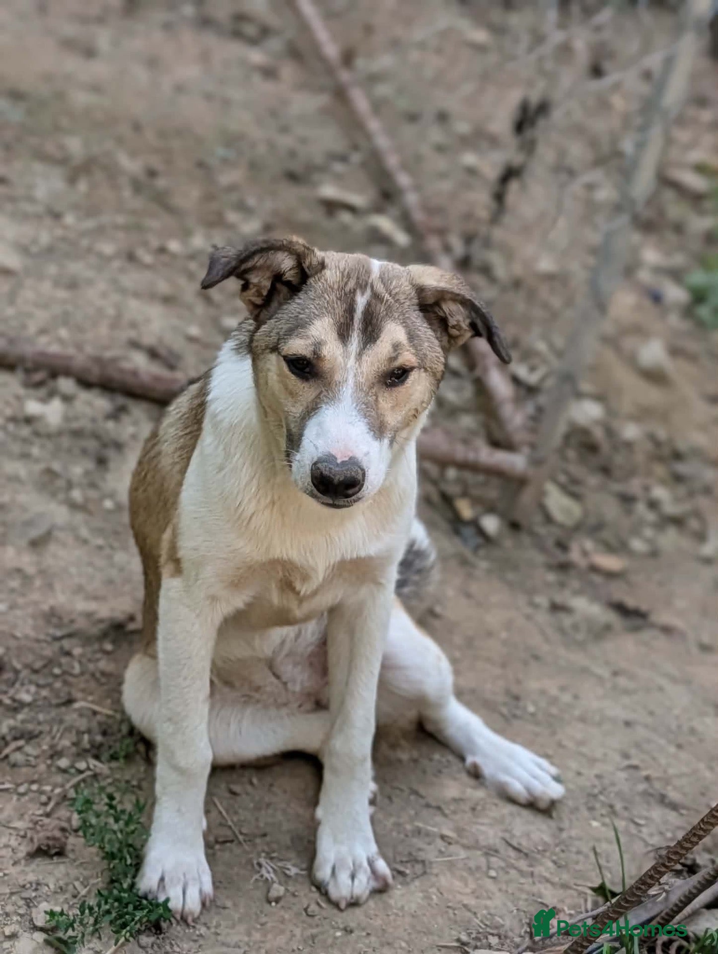 Mixed Breed dogs Gentle Picadilly is looking for a family - Advert 2