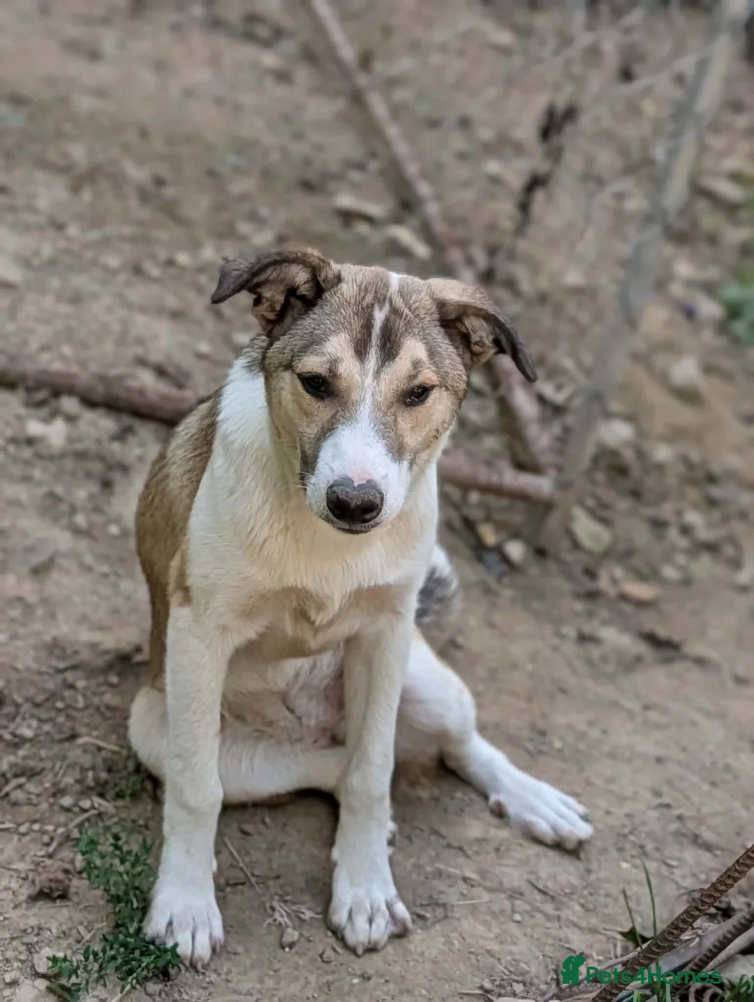 Mixed Breed dogs for adoption: Gentle Picadilly is looking for a family - Advert 1