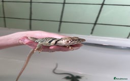 Lizard reptiles for sale: 3 beautiful collared lizards  with cage  - Image 9