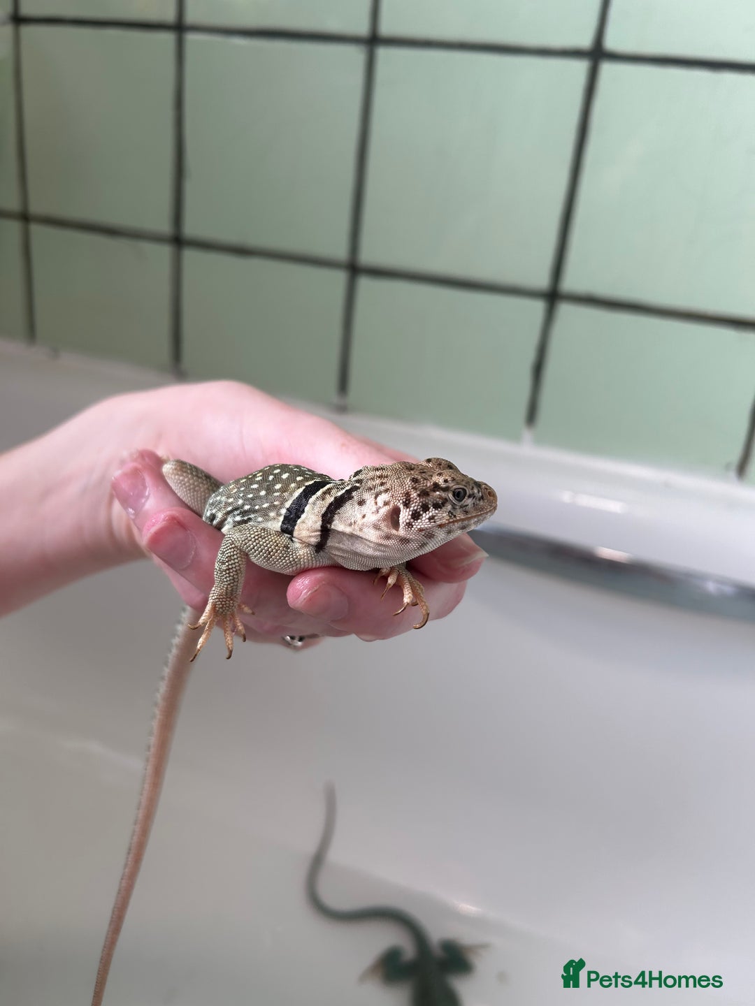 Lizard reptiles for sale: 3 beautiful collared lizards  with cage  - Image 9