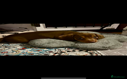 Miniature Dachshund dogs for sale: Beautiful litter of KC reg miniature dachunds  - Image 17