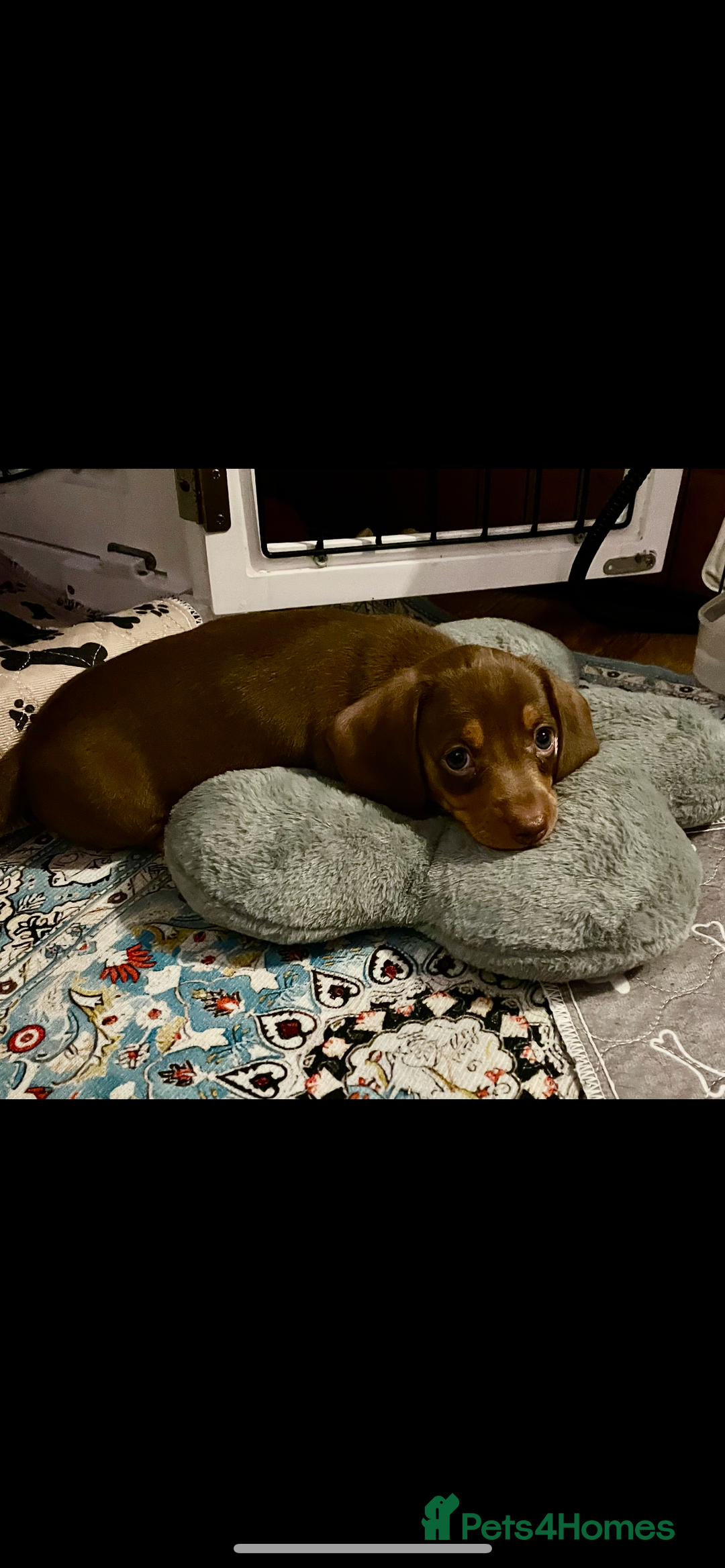Miniature Dachshund dogs for sale: Beautiful litter of KC reg miniature dachunds  - Image 17