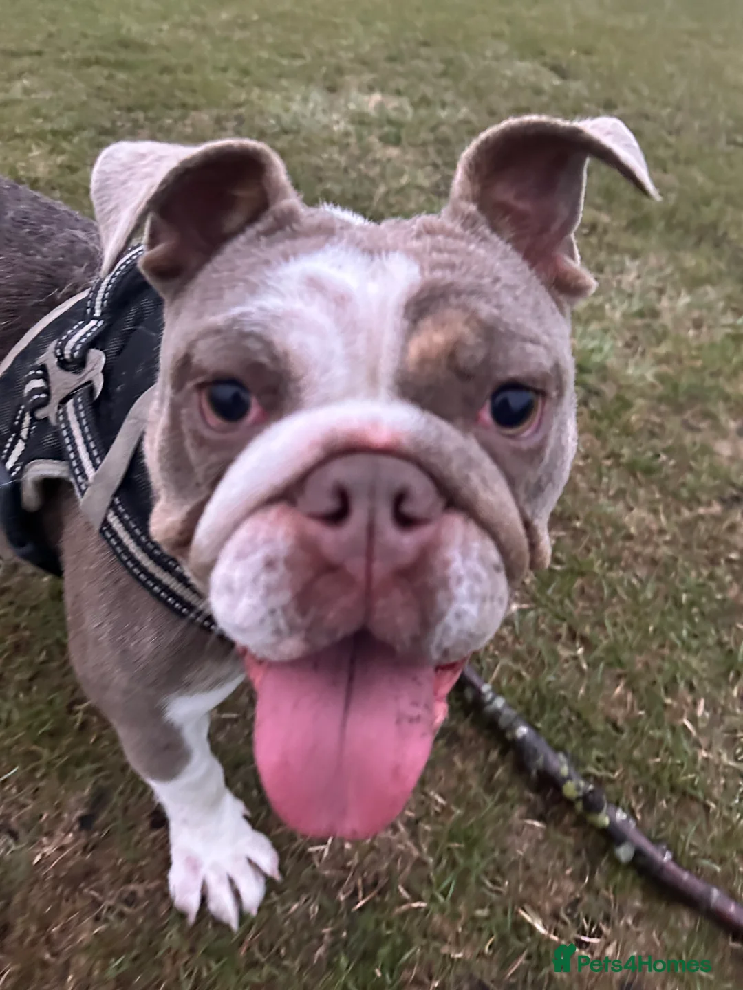 English Bulldog dogs for sale: Female English bulldog in Morpeth - Advert 1