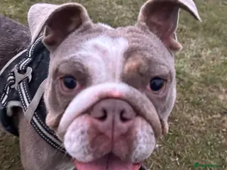 English Bulldog dogs Female English bulldog in Morpeth - Advert 4