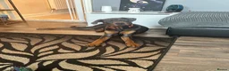 Mixed Breed dogs for sale: Doberman Rottweiler cross for sale  - Advert 4