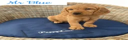 Labradoodle dogs for sale: Fully Health Tested F1 Miniature Labradoodles  - Advert 9