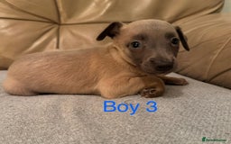 Whippet dogs for sale: Beautiful KC Whippet puppies  - Advert 7