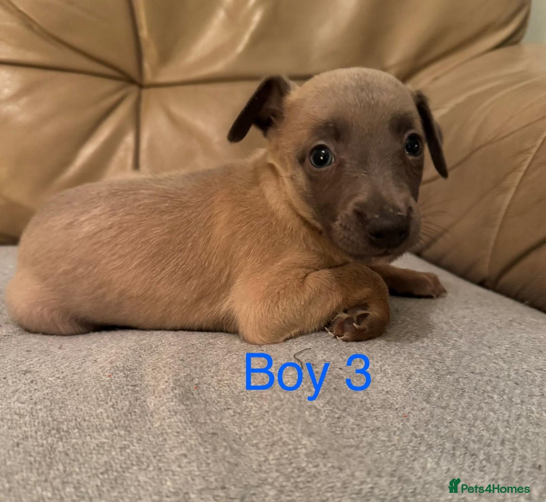 Whippet dogs for sale: Beautiful KC Whippet puppies  - Advert 7