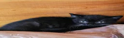 British Shorthair cats for sale: British shorthair crossed kitties  - Advert 23