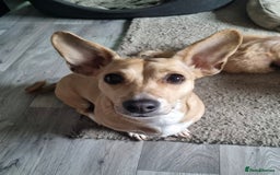 Mixed Breed dogs for sale: Mini dachshund cross puppies  - Image 8