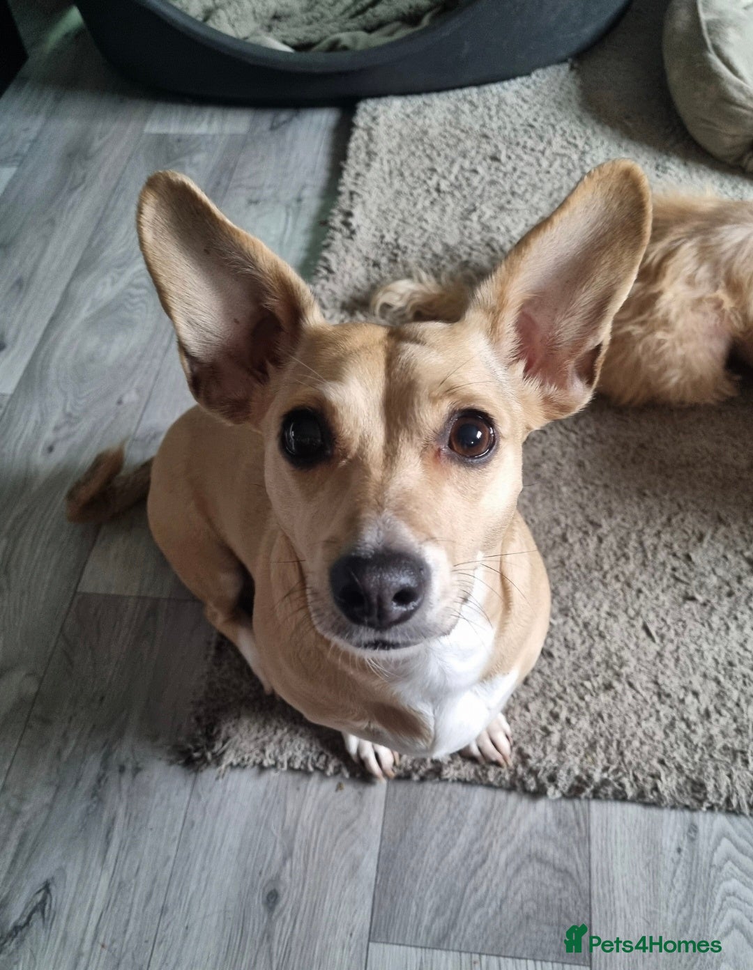 Mixed Breed dogs for sale: Mini dachshund cross puppies  - Image 8