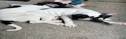 Alapaha Blue Blood Bulldog dogs for sale: 9wk old male puppy. in Lochgelly - Advert 8