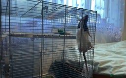 Rat rodents for sale: Free for re home  - Image 2