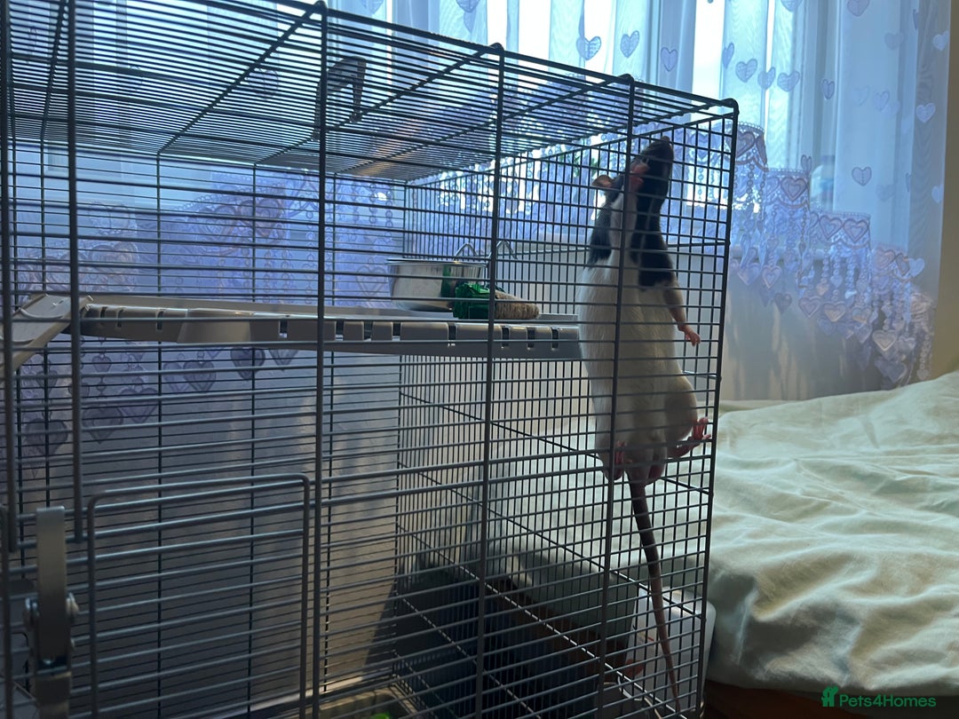 Rat rodents for sale: Free for re home  - Image 2