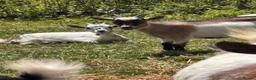 Goats livestock for sale: Pygmy Goats  - Advert 7