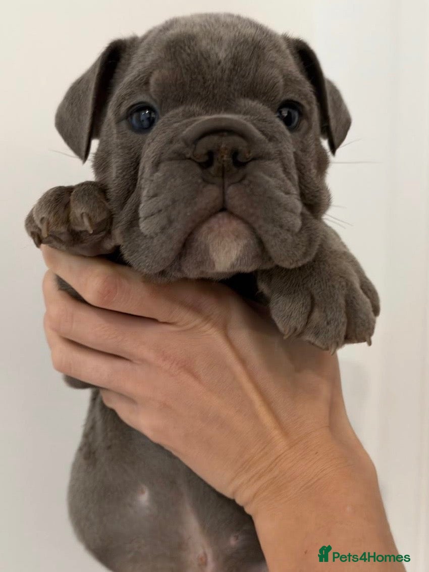 English Bulldog dogs for sale: KC English Bulldogs - stunning & health tested - Advert 11