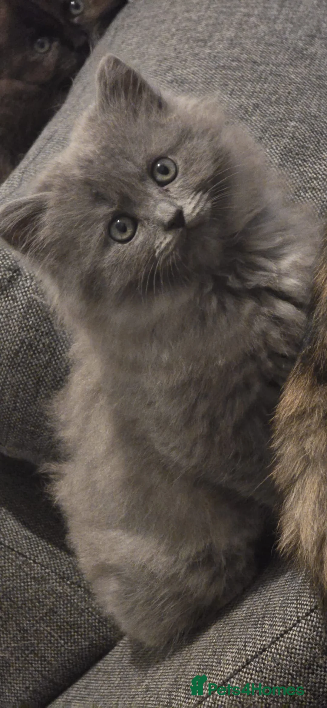 Ragdoll cats for sale: Ragdoll x Siberian mix - Advert 7