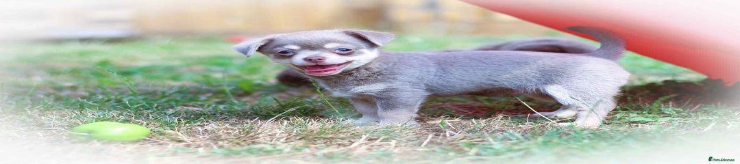 Chihuahua Puppy 3