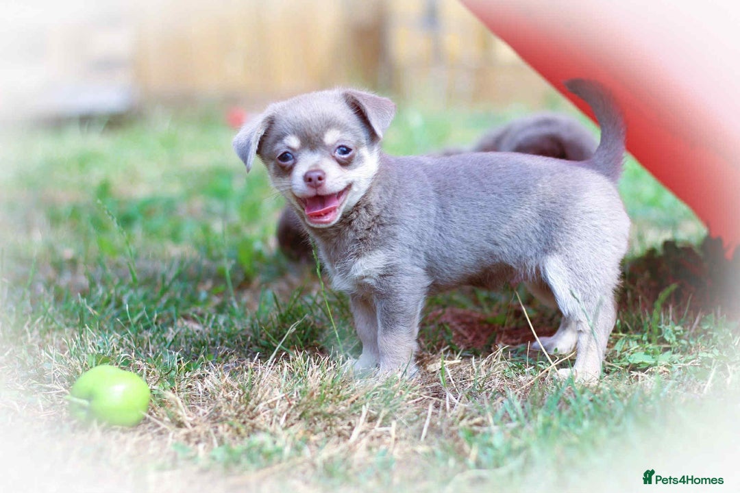 Chihuahua dogs for sale: Lilac chihuahua KC Registered Boys - Image 16