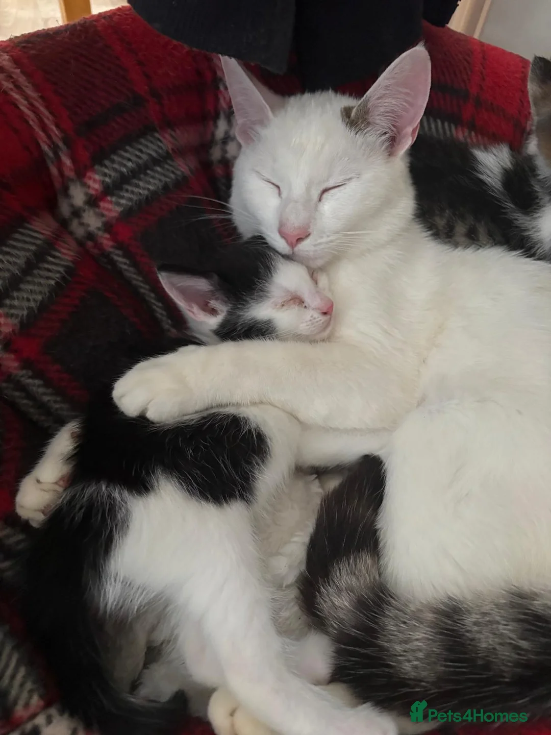 Mixed Breed cats for sale: Kittens for Sale - Advert 1