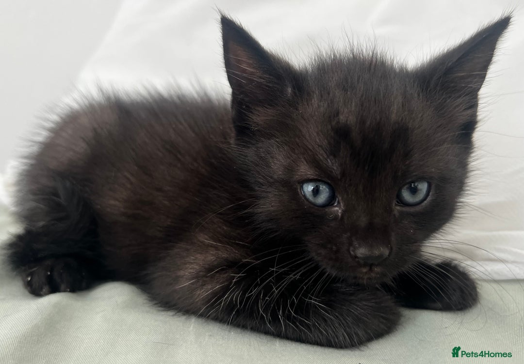 Domestic Shorthair cats for sale: 3 black kittens for sale  - Image 2