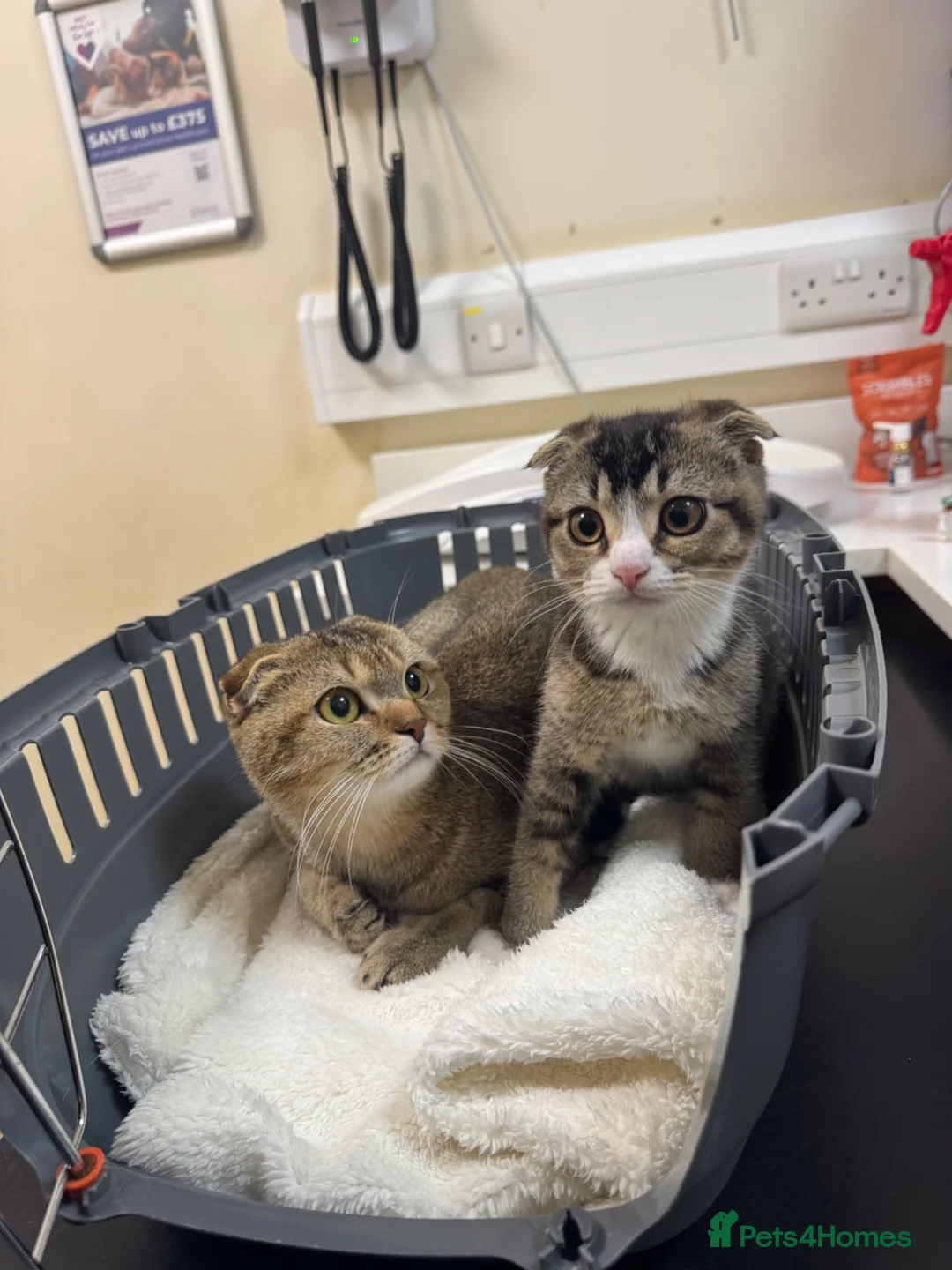 Scottish Fold cats for sale: Male Scottish fold  - Advert 5