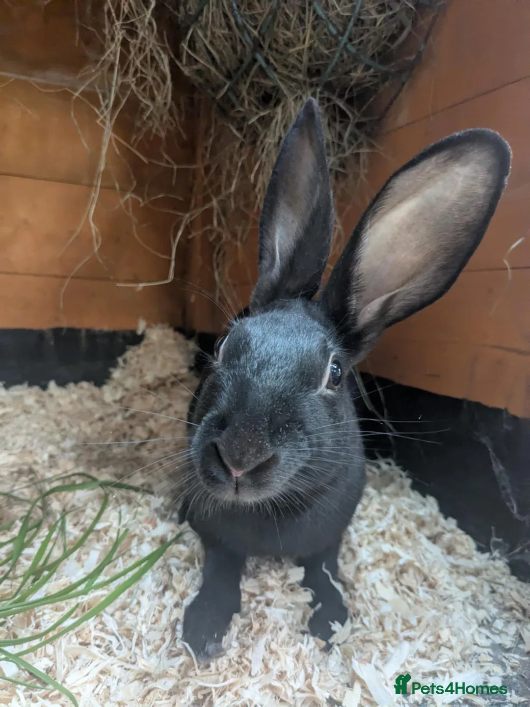 English rabbits for sale: Yurvac vaccinated self English rabbit, ready now! - Advert 2