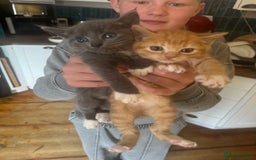 Mixed Breed cats for sale: Stunning litter of 4 - Image 8