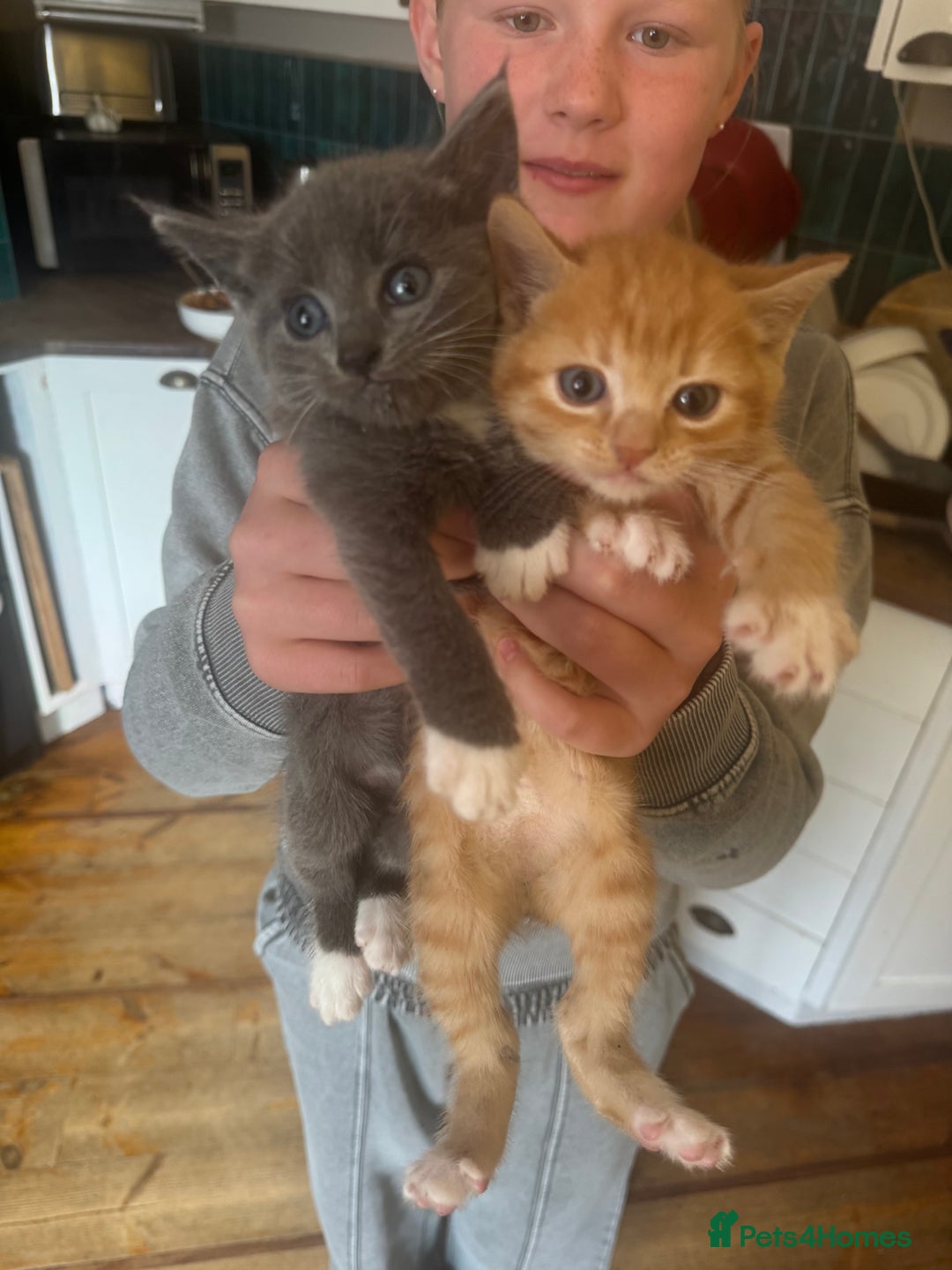 Mixed Breed cats for sale: Stunning litter of 4 - Image 8