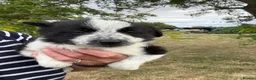 Border Collie dogs for sale: Fantastic Rough Coated Border Collies - Advert 6