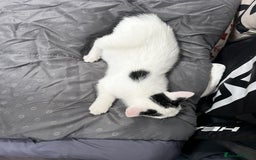 Mixed Breed cats for sale: Loving home only for a tiny happy boy - Image 10