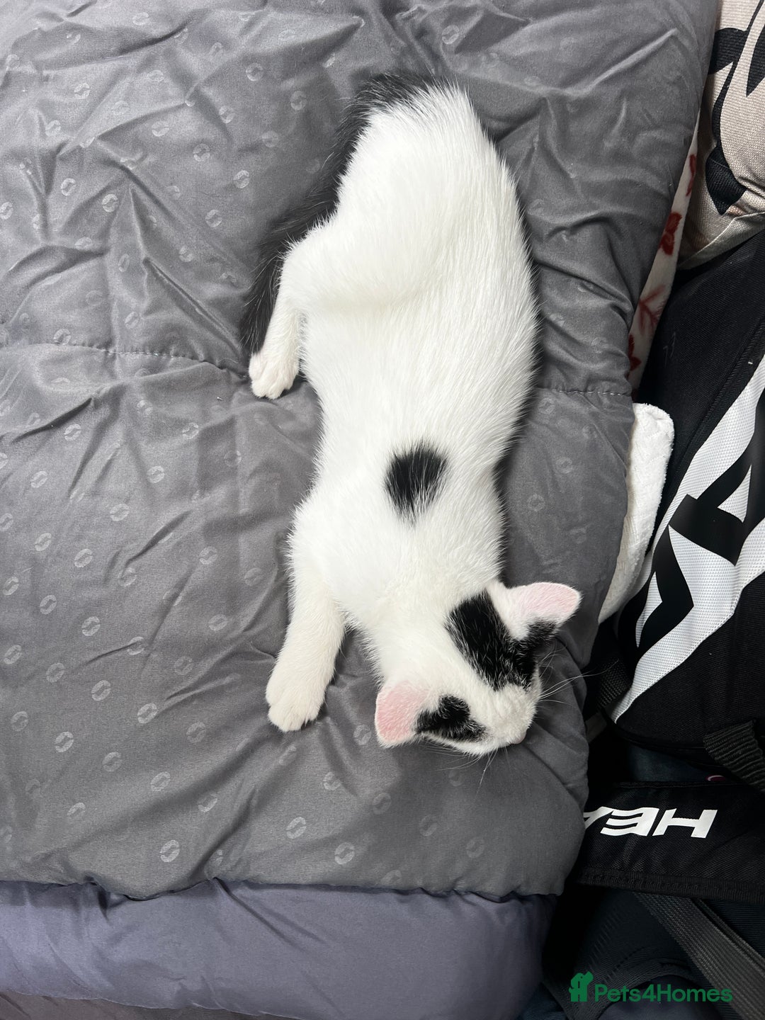Mixed Breed cats for sale: Loving home only for a tiny happy boy - Image 10